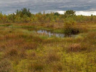 Landschaft im Neustädter Moor im Naturpark Dümmer, Landkreis Diepholz, Niedersachsen, Deutschland