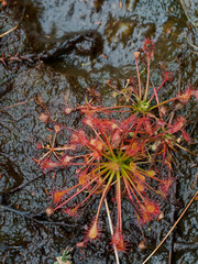 Mittlerer Sonnentau, Drosera intermedia