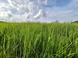 Beautiful nature, mountains, streams