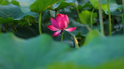 A Lotus Flower in the Park: Exploring Nature's Beauty