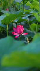A Serene Lotus Flower Blooming in the Park