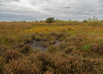 Landschaft im Neustädter Moor im Naturpark Dümmer, Landkreis Diepholz, Niedersachsen, Deutschland