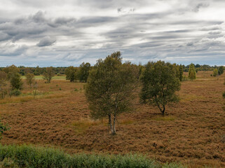 Fototapeta premium Landschaft im Neustädter Moor im Naturpark Dümmer, Landkreis Diepholz, Niedersachsen, Deutschland
