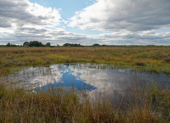 Landschaft im Oppenweher Moor im Naturpark Dümmer, Landkreis Diepholz, Niedersachsen, Deutschland