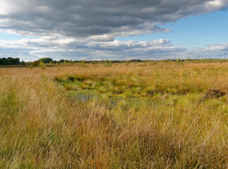 Landschaft im Oppenweher Moor im Naturpark Dümmer, Landkreis Diepholz, Niedersachsen, Deutschland
