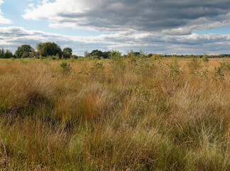 Landschaft im Oppenweher Moor im Naturpark Dümmer, Landkreis Diepholz, Niedersachsen, Deutschland