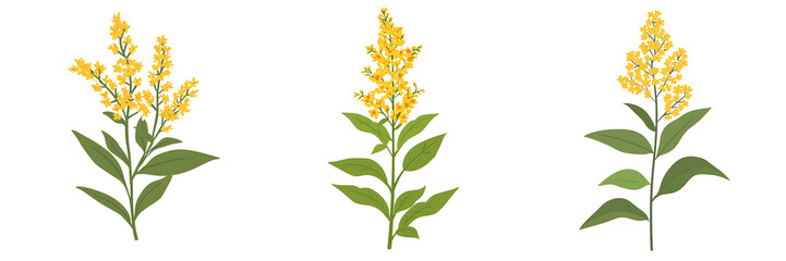 Set of a blooming golden-rod flower with green leaves, isolated on a transparent background.