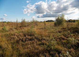 Fototapeta premium Landschaft im Oppenweher Moor im Naturpark Dümmer, Landkreis Diepholz, Niedersachsen, Deutschland