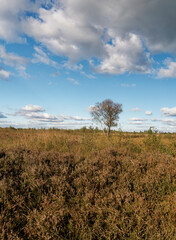 Landschaft im Oppenweher Moor im Naturpark Dümmer, Landkreis Diepholz, Niedersachsen, Deutschland