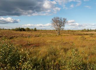 Fototapeta premium Landschaft im Oppenweher Moor im Naturpark Dümmer, Landkreis Diepholz, Niedersachsen, Deutschland