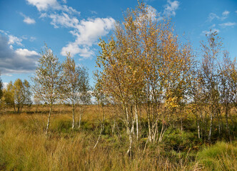 Fototapeta premium Landschaft im Oppenweher Moor im Naturpark Dümmer, Landkreis Diepholz, Niedersachsen, Deutschland