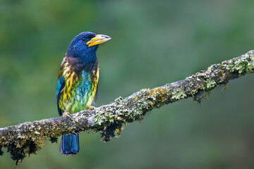 great barbet  on a branch