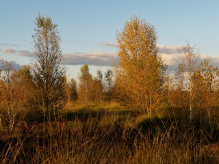 Abendstimmung im Rehdener Geestmoor bei Rehden, Naturpark Dümmer, Landkreis Diepholz, Niedersachsen, Deutschland
