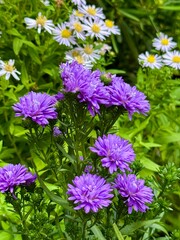 purple flowers in the garden