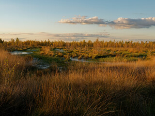 Abendstimmung im Rehdener Geestmoor bei Rehden, Naturpark Dümmer, Landkreis Diepholz,...