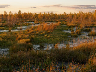 Abendstimmung im Rehdener Geestmoor bei Rehden, Naturpark Dümmer, Landkreis Diepholz, Niedersachsen, Deutschland