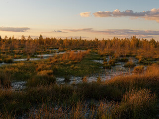 Abendstimmung im Rehdener Geestmoor bei Rehden, Naturpark Dümmer, Landkreis Diepholz, Niedersachsen, Deutschland