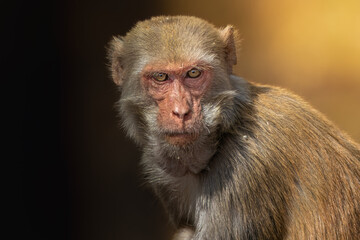close up of a macaque