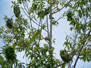 Ant nest in a durian tree.