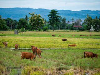 A group of cows looking for food in the fields.
