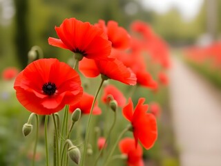 Fototapeta premium red poppies in the field