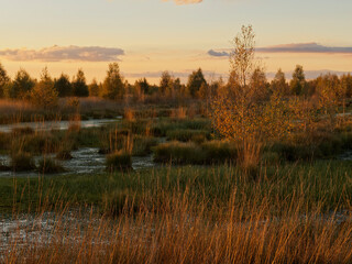 Abendstimmung im Rehdener Geestmoor bei Rehden, Naturpark D&uuml;mmer, Landkreis Diepholz, Niedersachsen, Deutschland