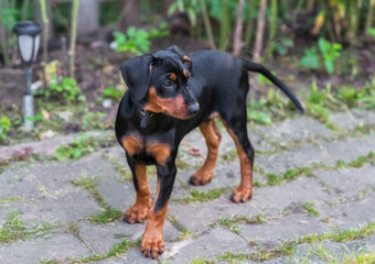 A two-month-old German Pinscher puppy, black and tan, with uncropped ears, walks in the garden.