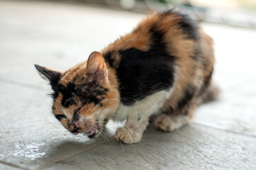 sick cat has a lot of droplets around the eyes while coughing