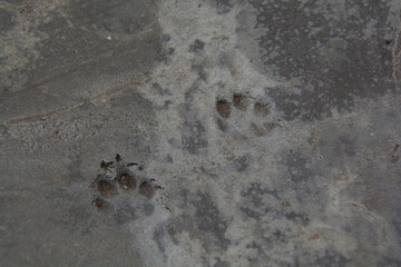 Cat paw prints on a concrete slab
