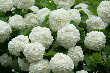 Beautiful white round inflorescences of Viburnum Buldonezh in the garden in spring