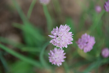 Lilac inflorescences of decorative onions on a blurred background