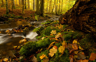 Der Elsbach im NSG Gangolfsberg in der Kernzone des Biosphärenreservat Rhön, Bayerischen Rhön,...