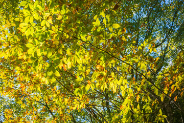 秋・冬　紅葉の森の風景　赤・オレンジ・黄色に色づいたカラフルな木々の葉と輝く日差しと太陽の光美しい季節の風景