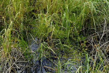 Naturschutzgebiet Saukopfmoor bei der Stadt Oberhof, Landkreis Gotha, Landkreis Schmalkalden-Meiningen, Thüringen, Deutschland
