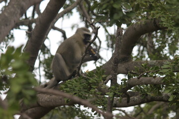 Monkey with candy bar, South Africa