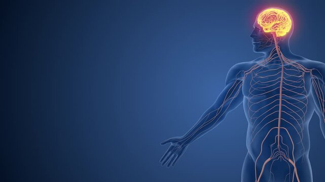 Hand Functions Governed by Somatic Nervous System