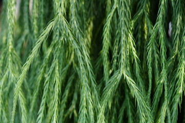 Green leaves in the garden for background image