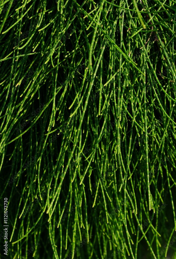 Wall mural Green leaves in the garden for background image