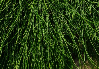 Green leaves in the garden for background image