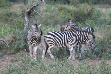 Wild zebra grazing in South Africa