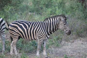 A wild Plains Zebra in Sabi Sand Nature Reserve, South Africa