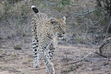 African Leopard, Sabi Sand Nature Reserve, South Africa