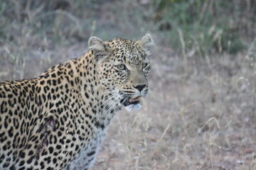 African Leopard, Sabi Sand Nature Reserve, South Africa