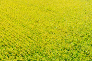 A vast golden rice field stretches endlessly under the warm sunlight, its ripened grains swaying gently in the breeze. The vibrant hues of the golden stalks create a serene and picturesque landscape, 