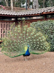 Obraz premium peacock with feathers