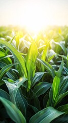 Obraz premium A detailed shot of morning sunlight passing through leaves, emphasizing their role in oxygen production and energy exchange