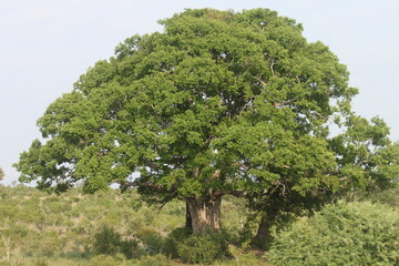 Obraz premium Tree of life, South Africa