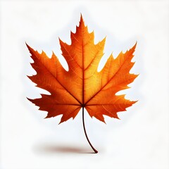 Maple Leaf in Autumn Isolated on White Background