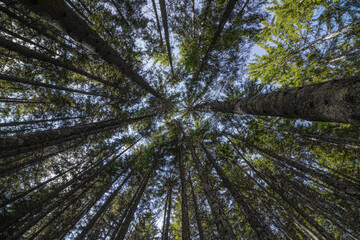 Fototapeta premium Fir trees in the forest