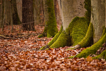 Olsztyński las miejski. Mech na drzewie. © Andrzej